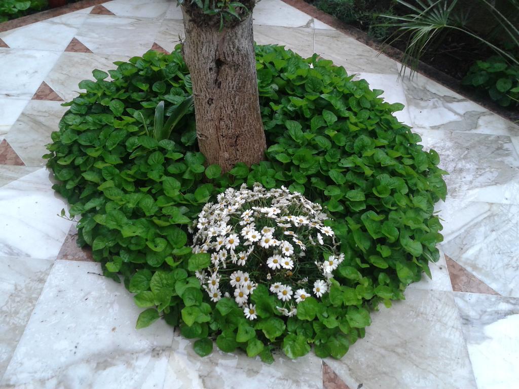 Eco B&B I Due Oleandri Марина-ди-Каррара Экстерьер фото